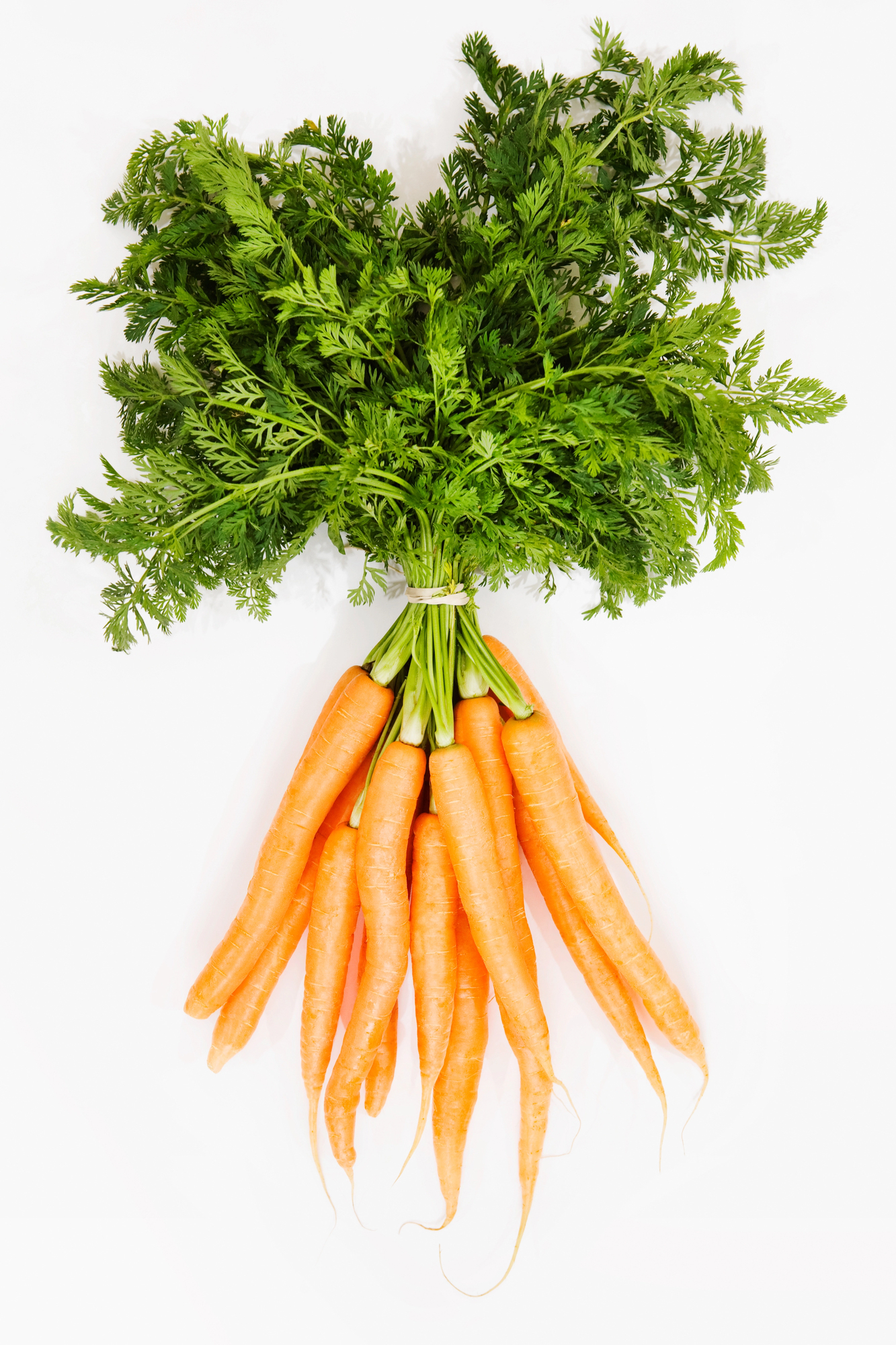 Bundle of fresh carrots with green leafy tops