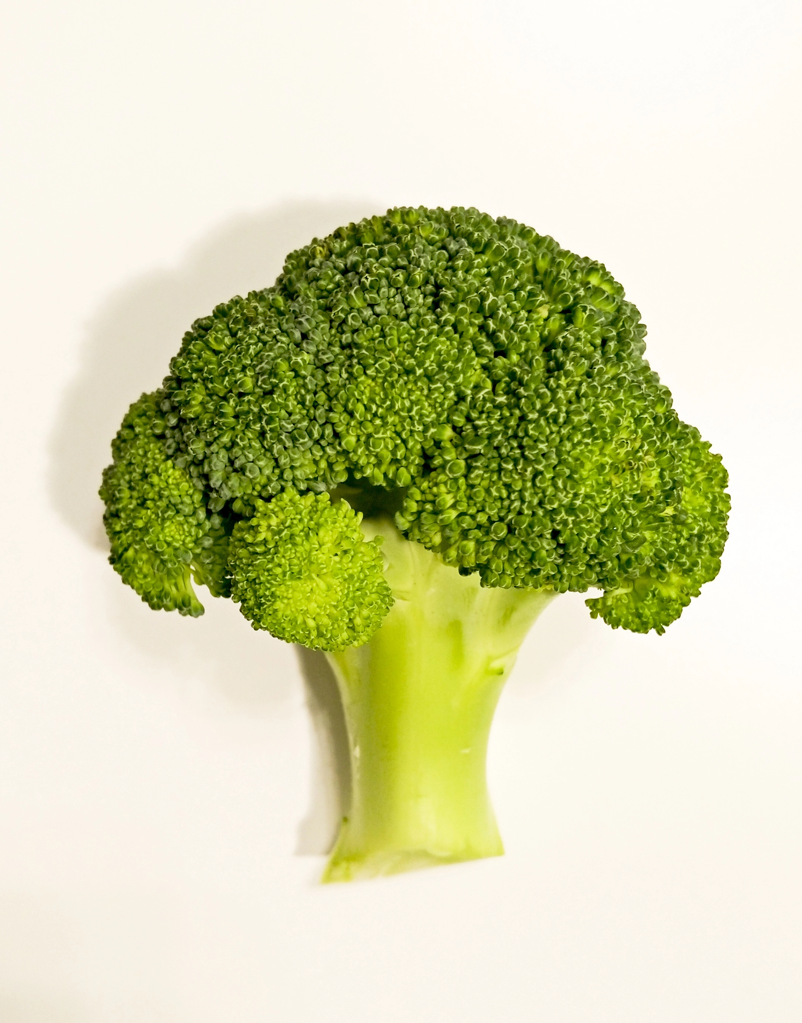 Raw broccoli with dense green florets