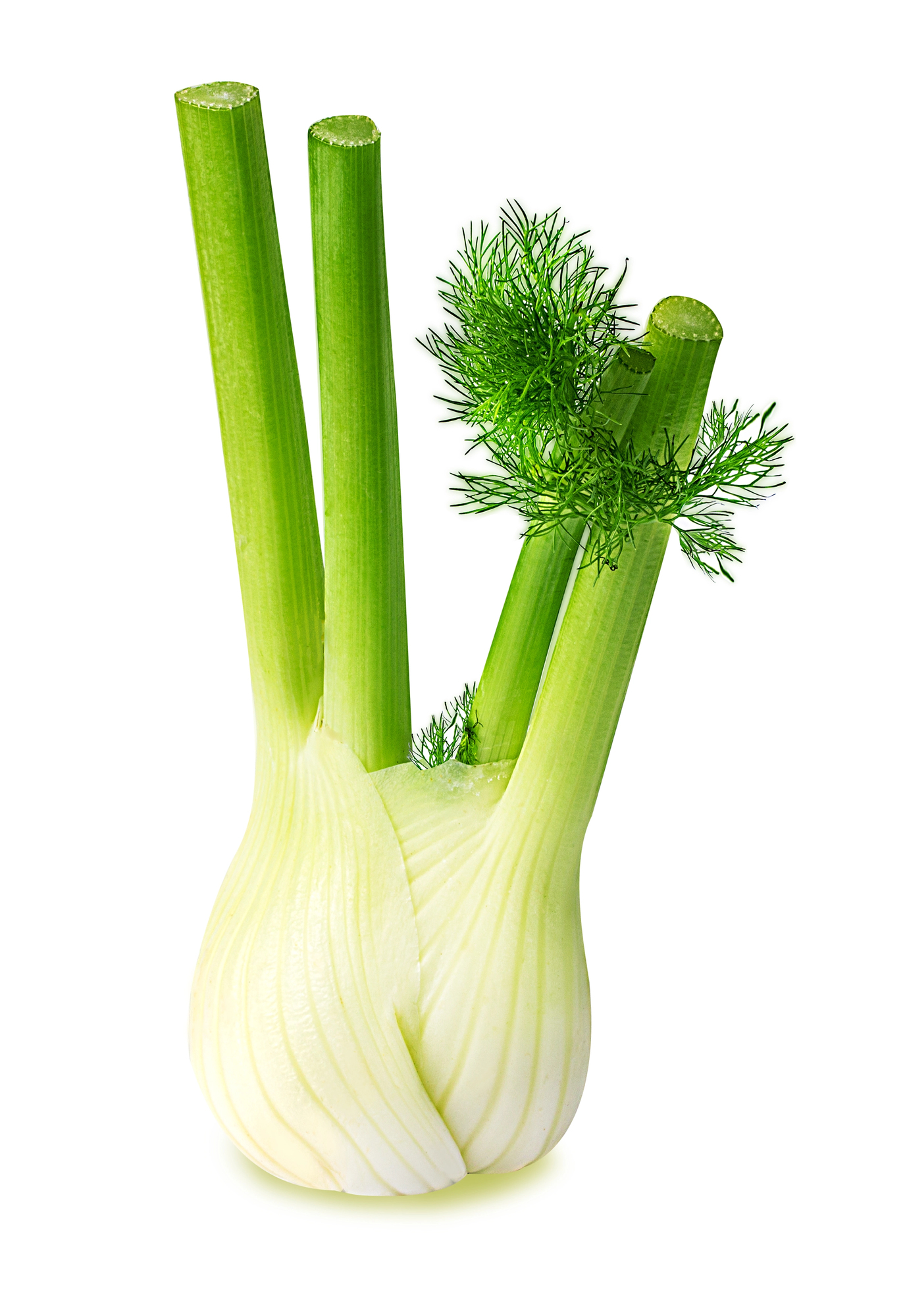 Fresh fennel bulb with pale base and green stalks