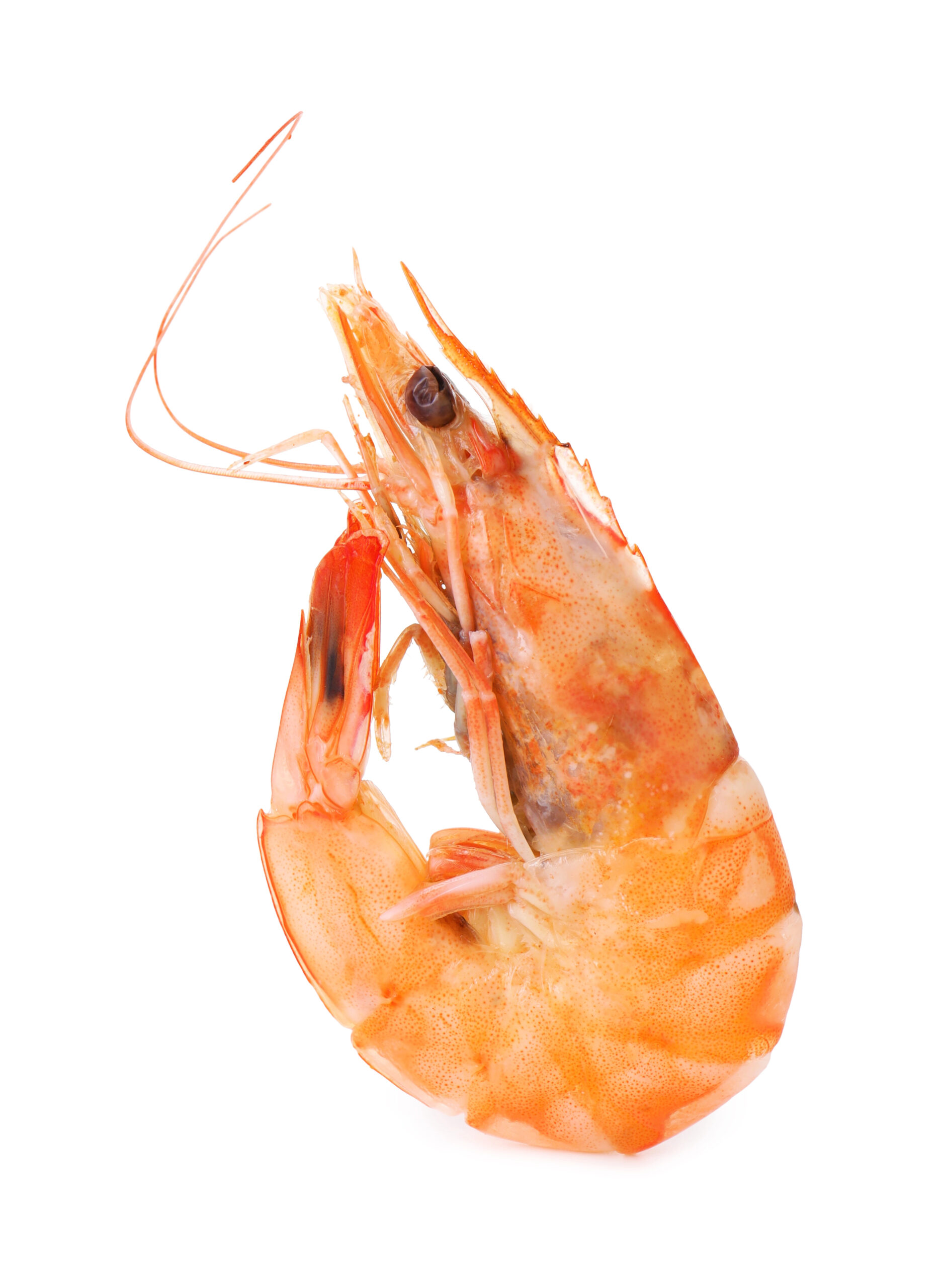 Cooked shrimp with long thin tail