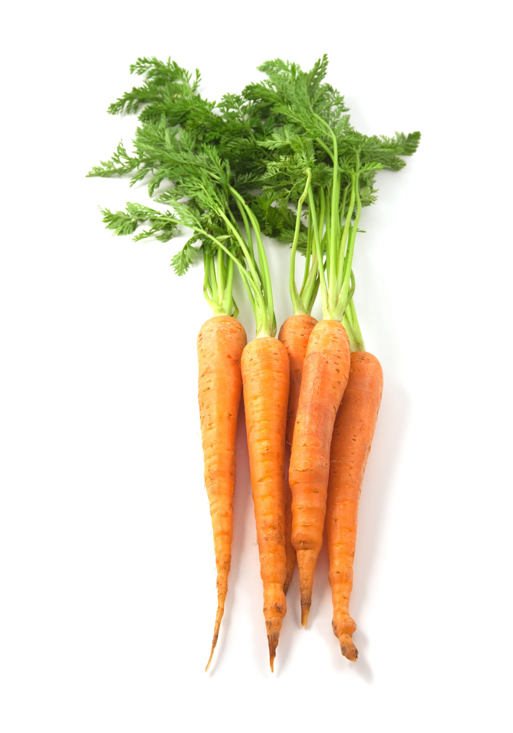Bunch of fresh carrots with green leafy tops