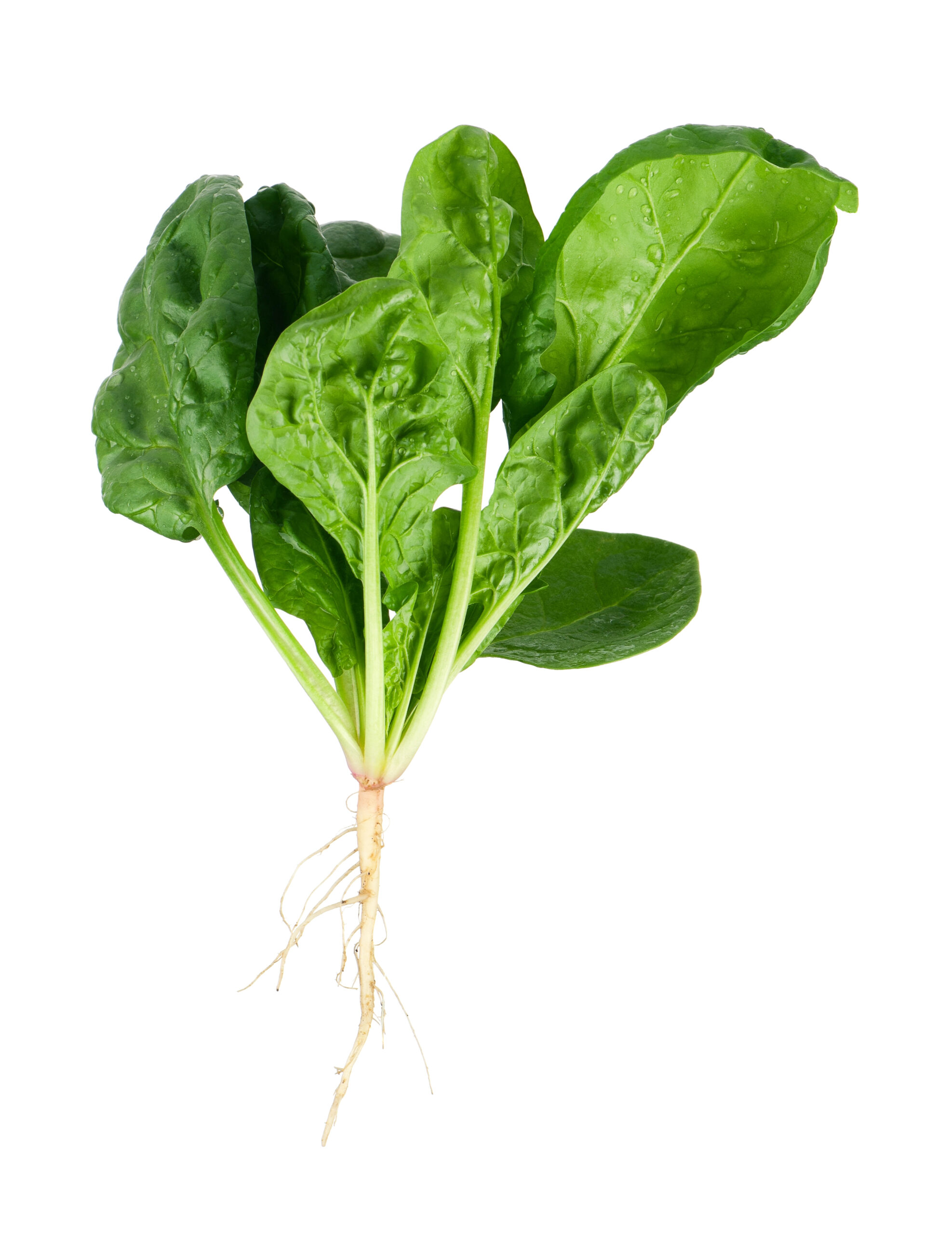 Fresh spinach with roots attached