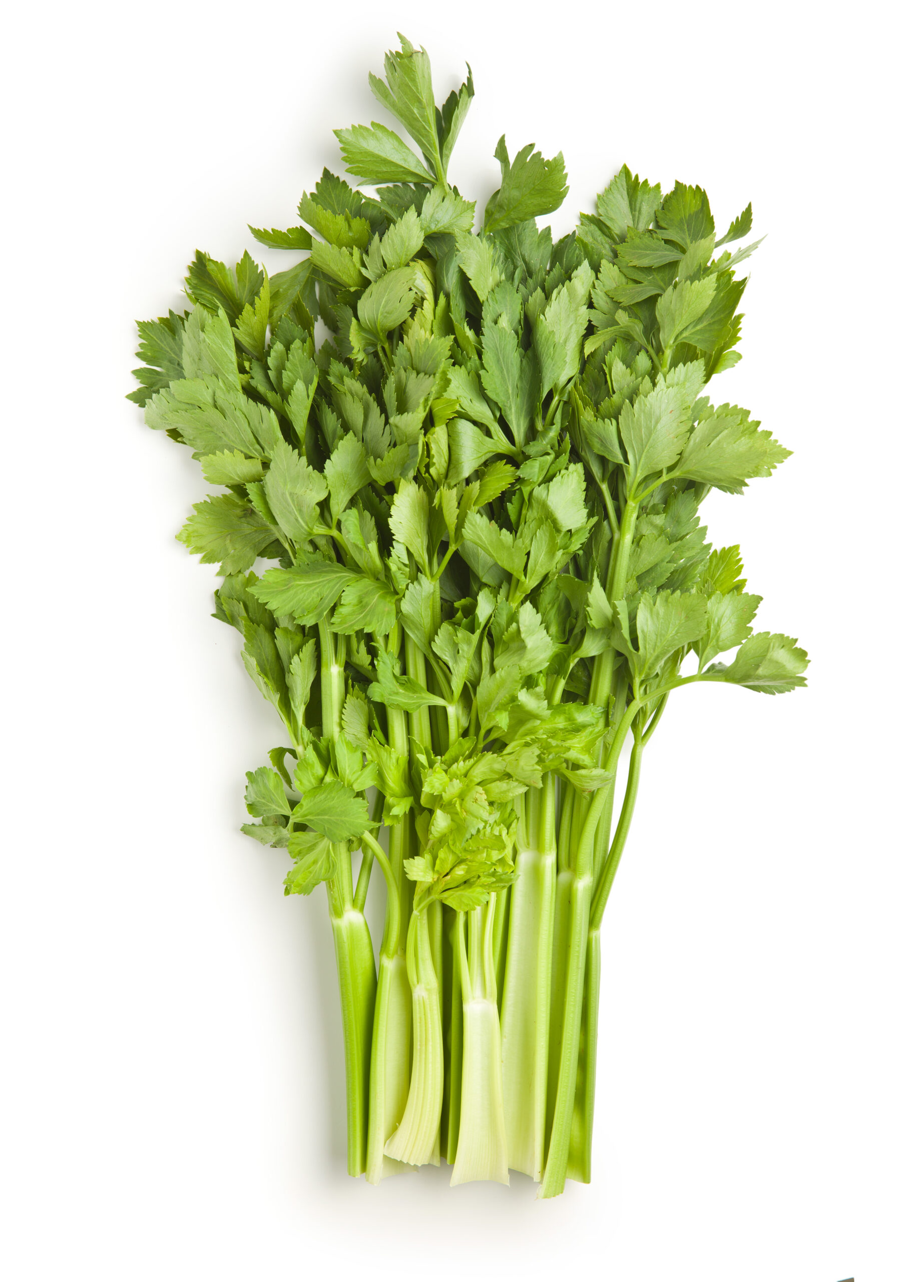 Bunch of fresh green celery stalks