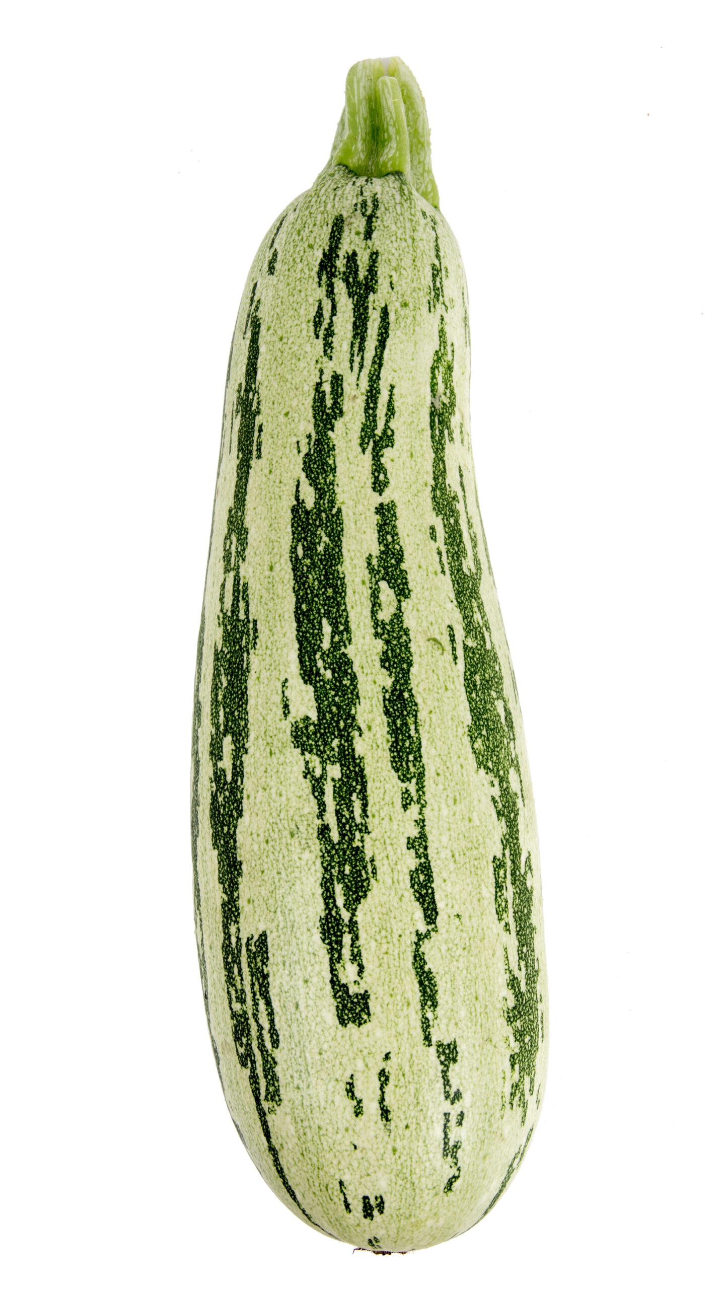 Striped pale green and dark green zucchini