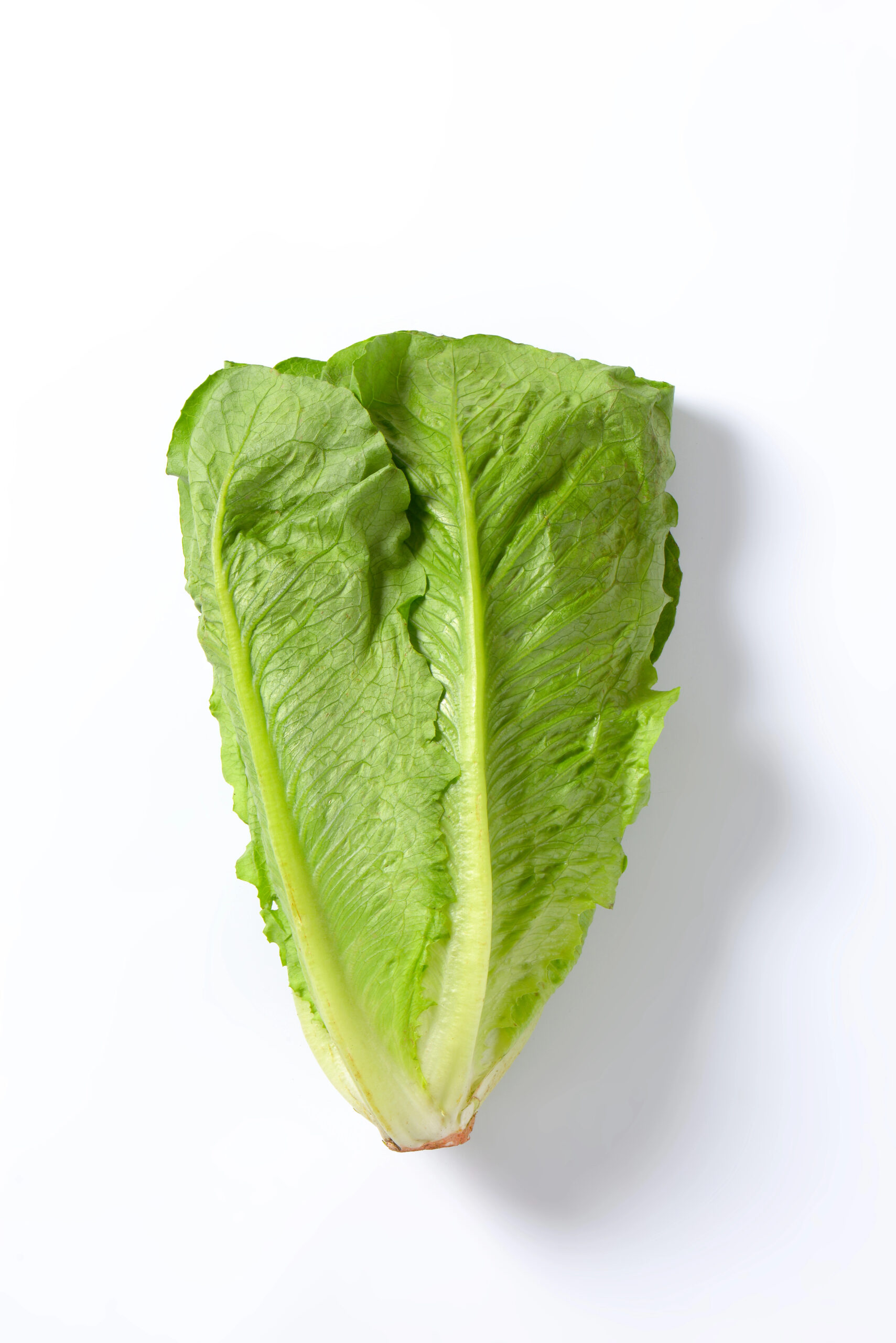 Whole romaine lettuce head