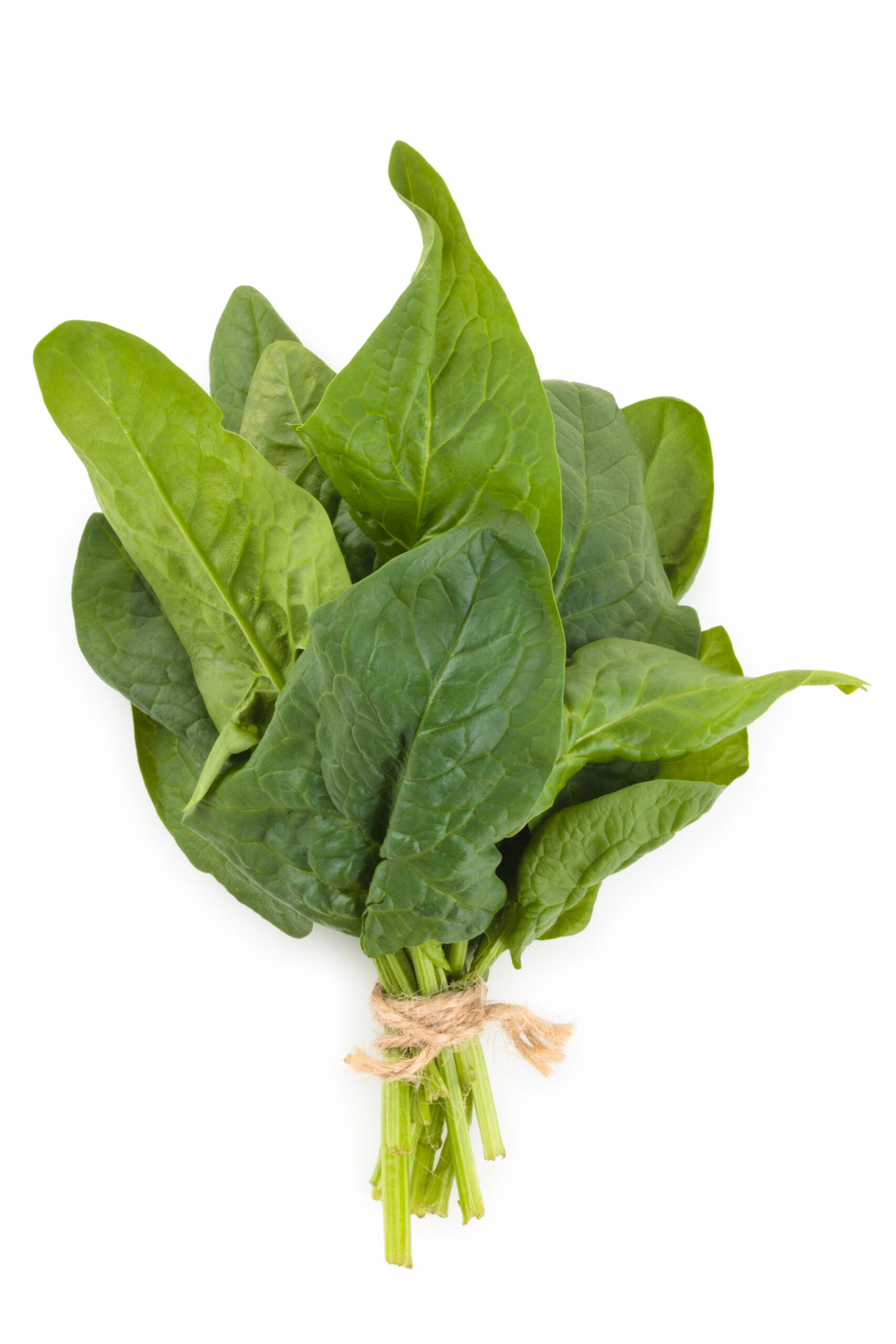 Fresh spinach bunch with stems