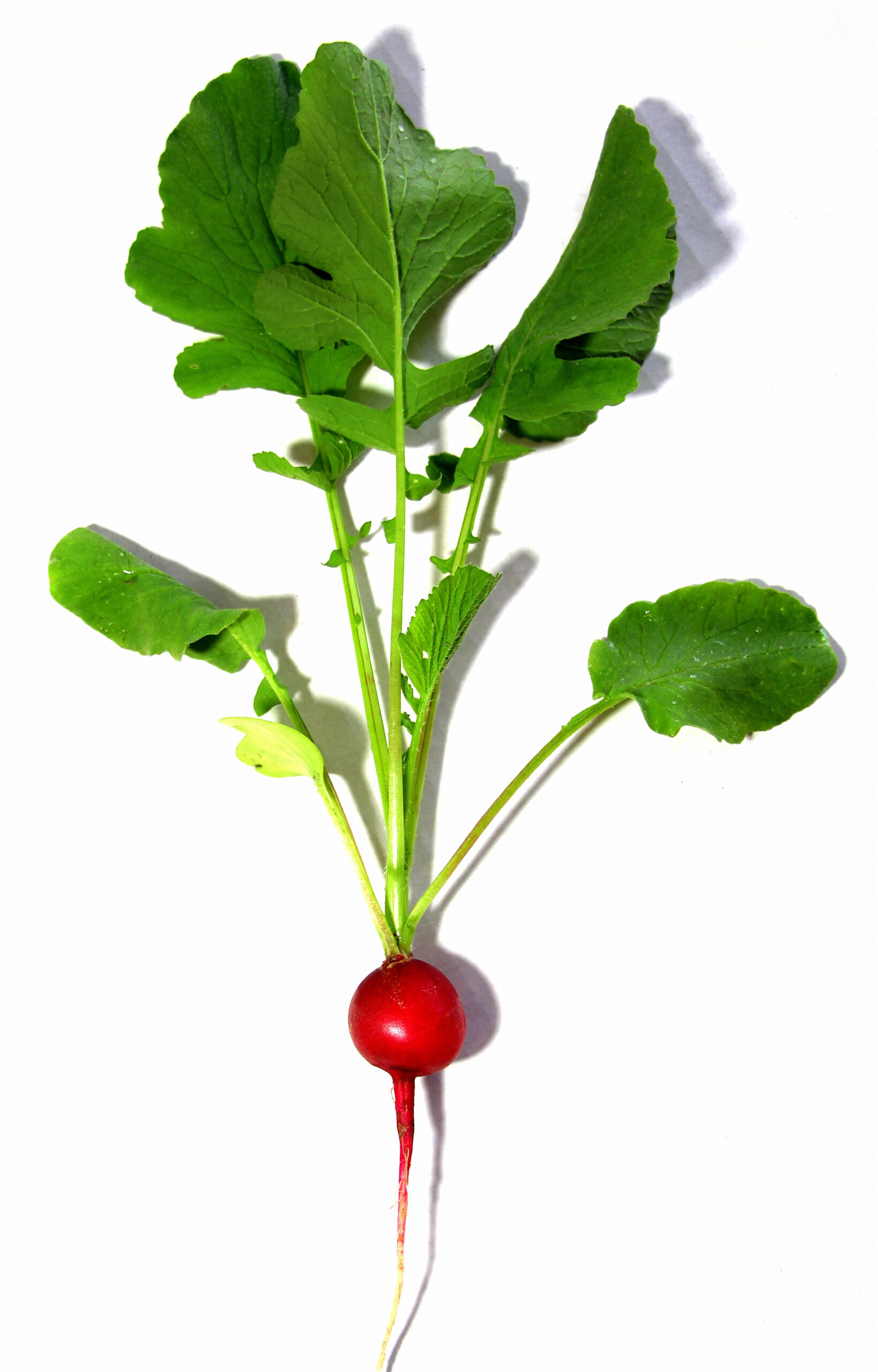 Whole radish with red root and green leaves