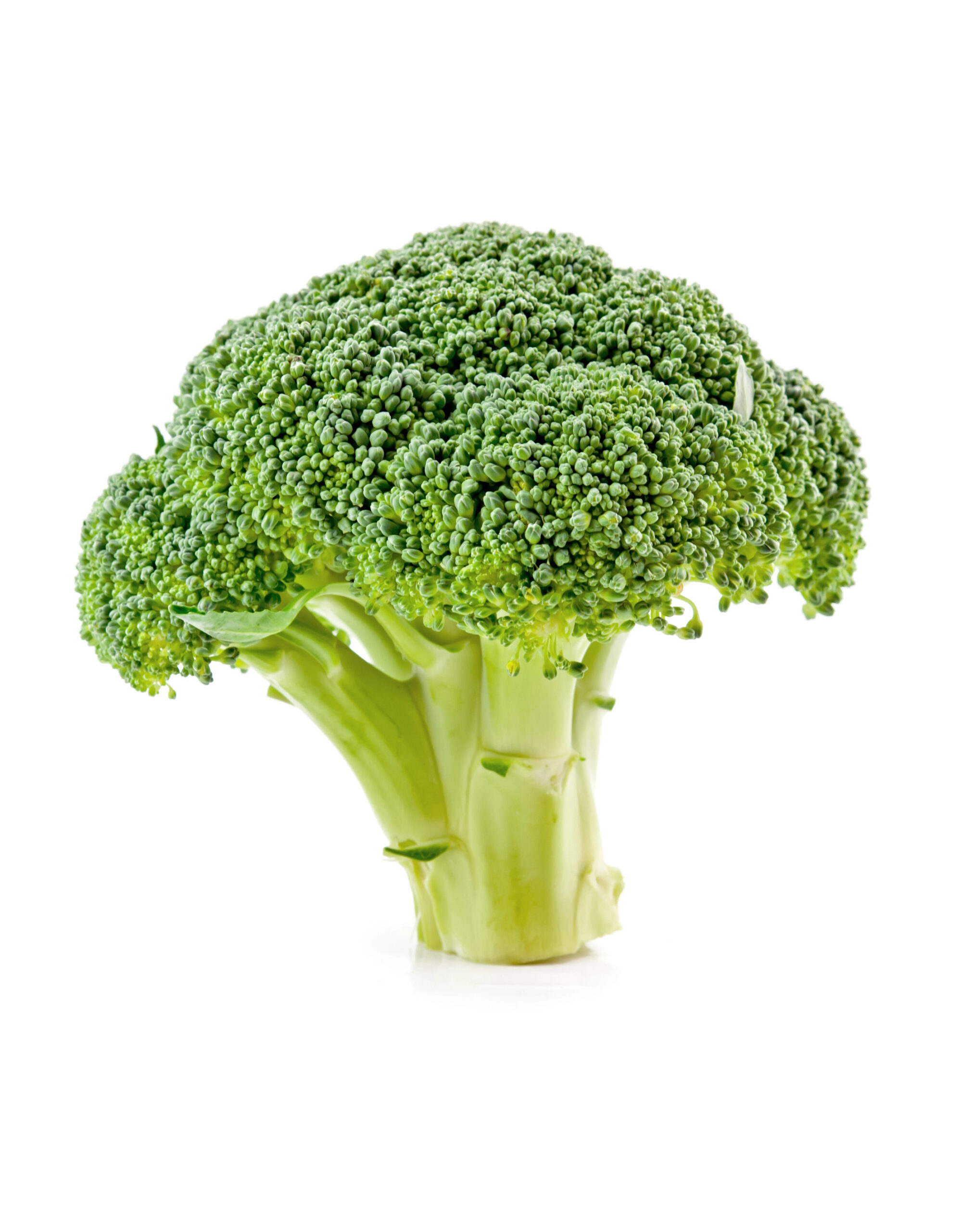 Whole raw broccoli head with pale green stem